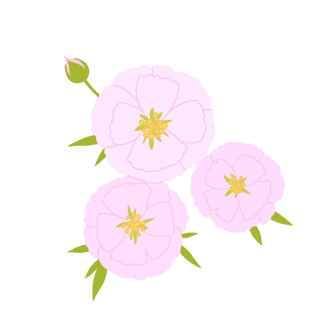 サトザクラ花エキス イメージ画像