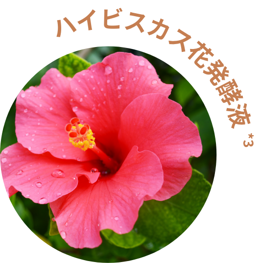 ハイビスカス花発酵液*3